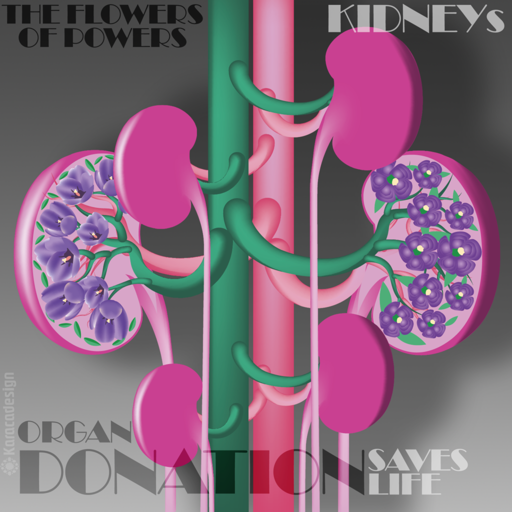 Poster: The Flowers of Powers, kidneys