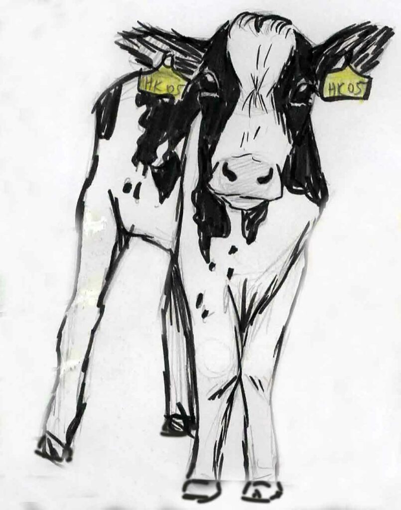 baby cow drawing